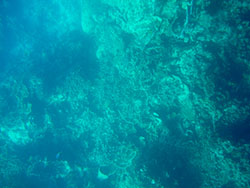 the great barrier reef